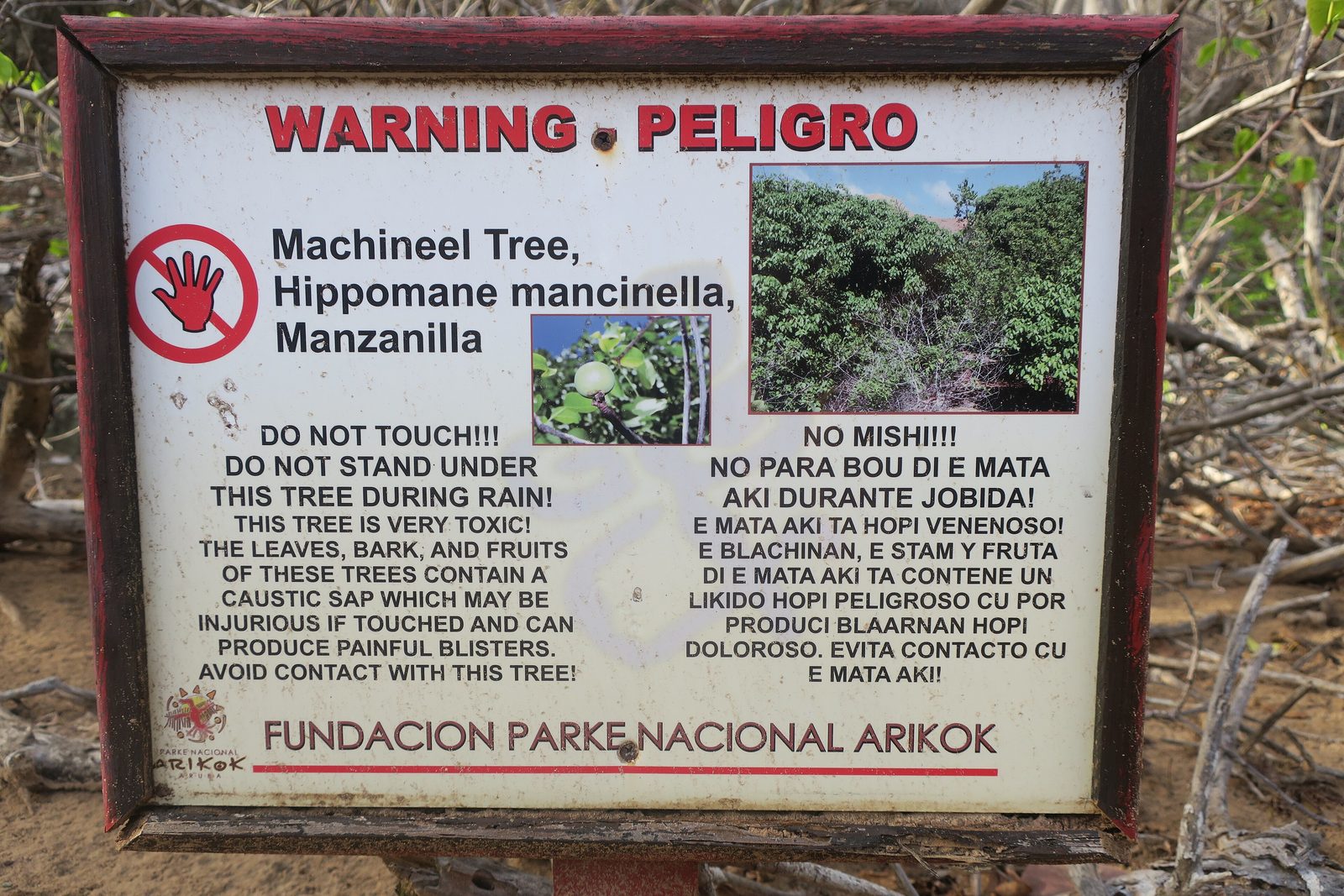 A weathered warning sign for manchineel trees in English and Papiamento, with a red no-touch hand symbol and photographs of the tree and its small green fruit, standing in dry scrub