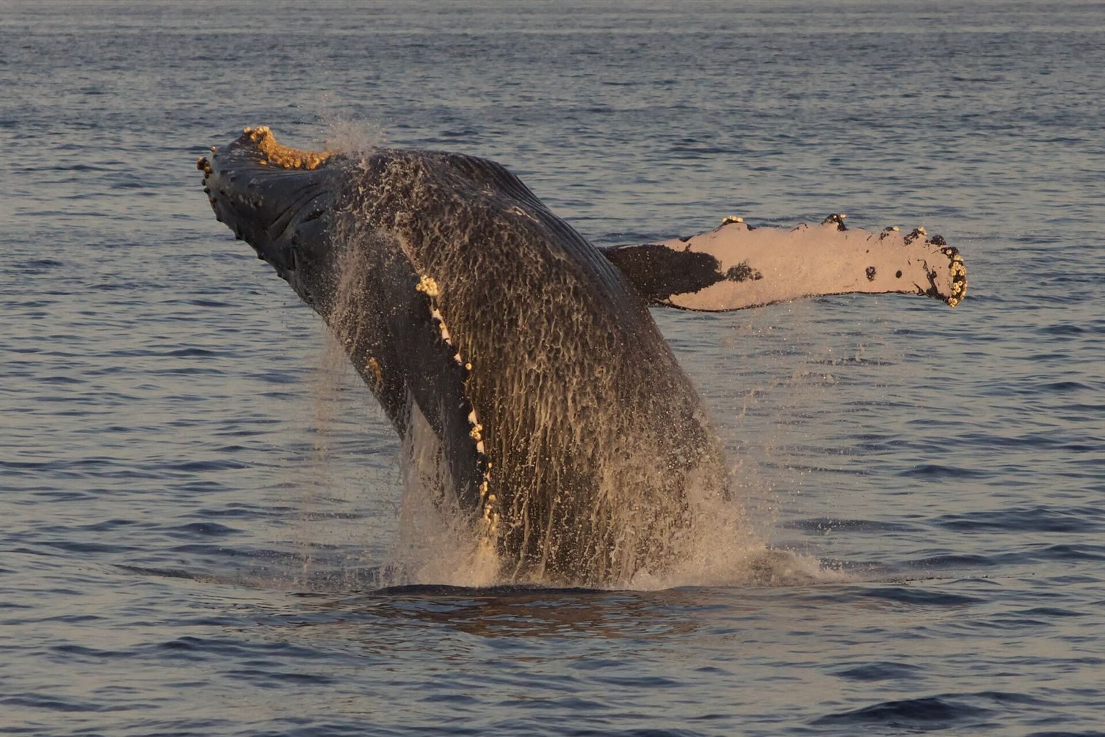 A humpback whale breaching off Maui in low golden light, its barnacled head and long white-edged pectoral fin out of the water as spray falls around it