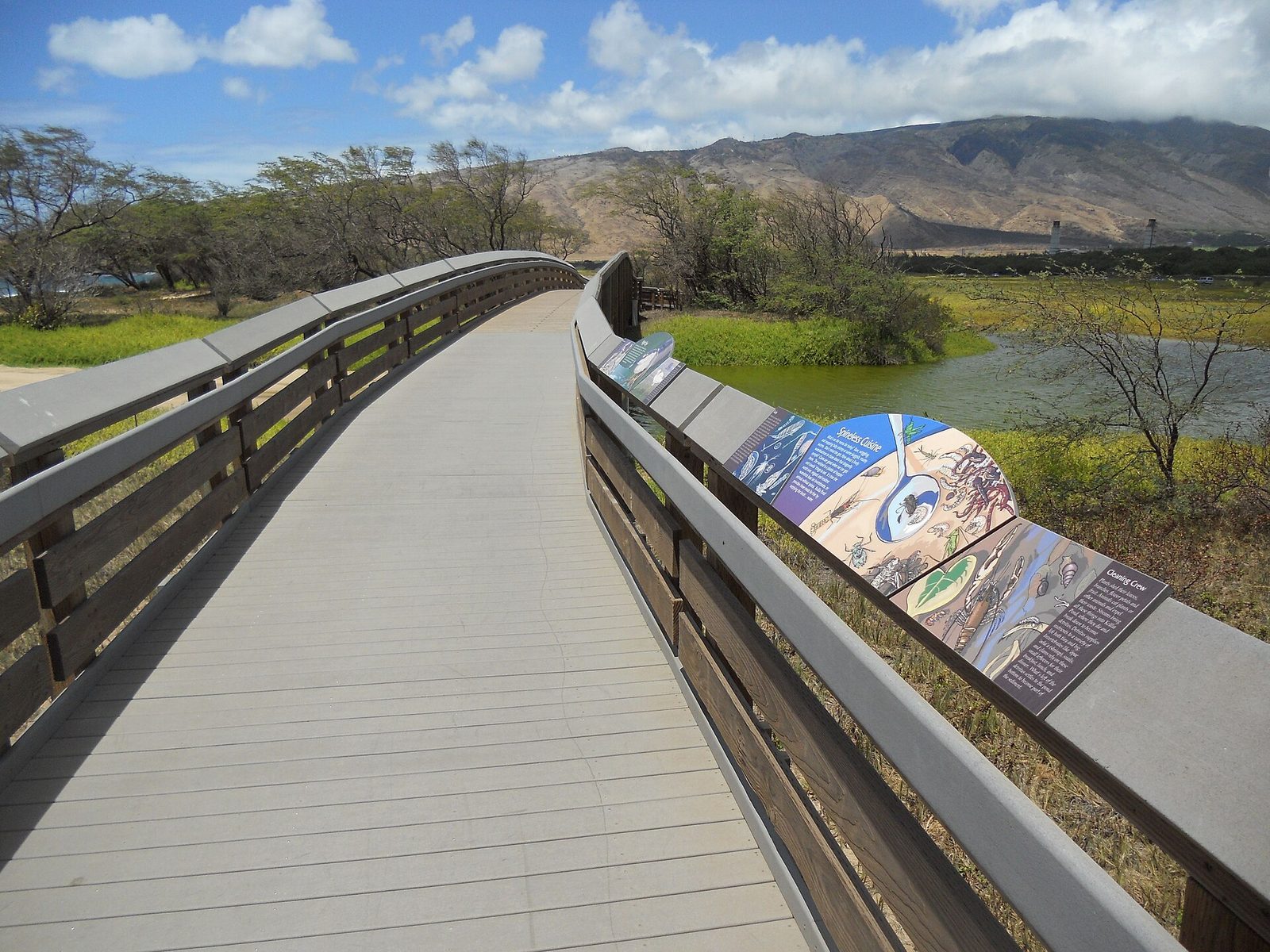 A wooden boardwalk with illustrated interpretive panels along its rail, curving across the wetland at Keālia Pond, with water, scrub trees and dry mountains behind