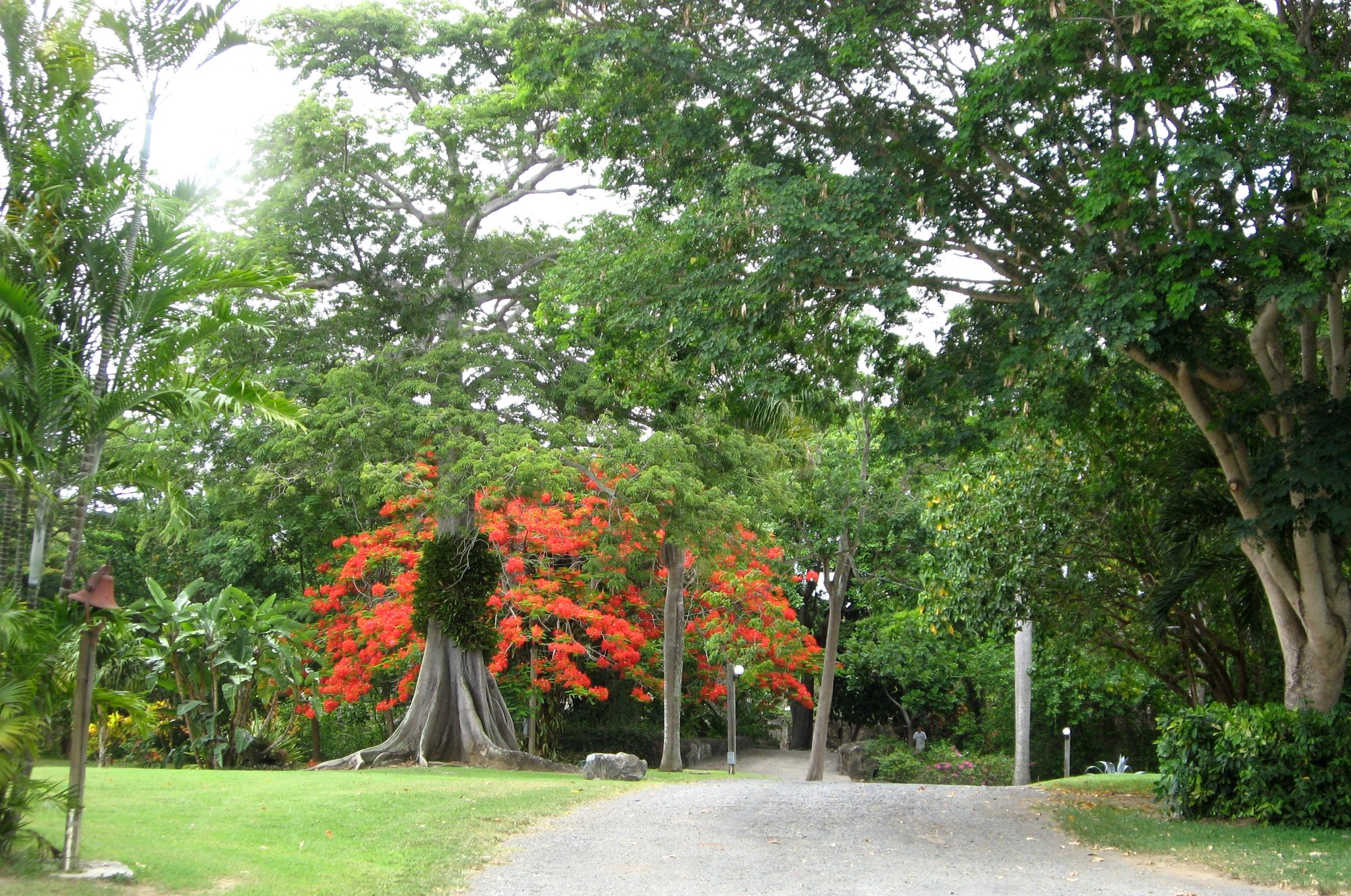 A flamboyant tree in red bloom beside a large buttressed tree trunk and a gravel drive at St. George Village Botanical Garden on St. Croix