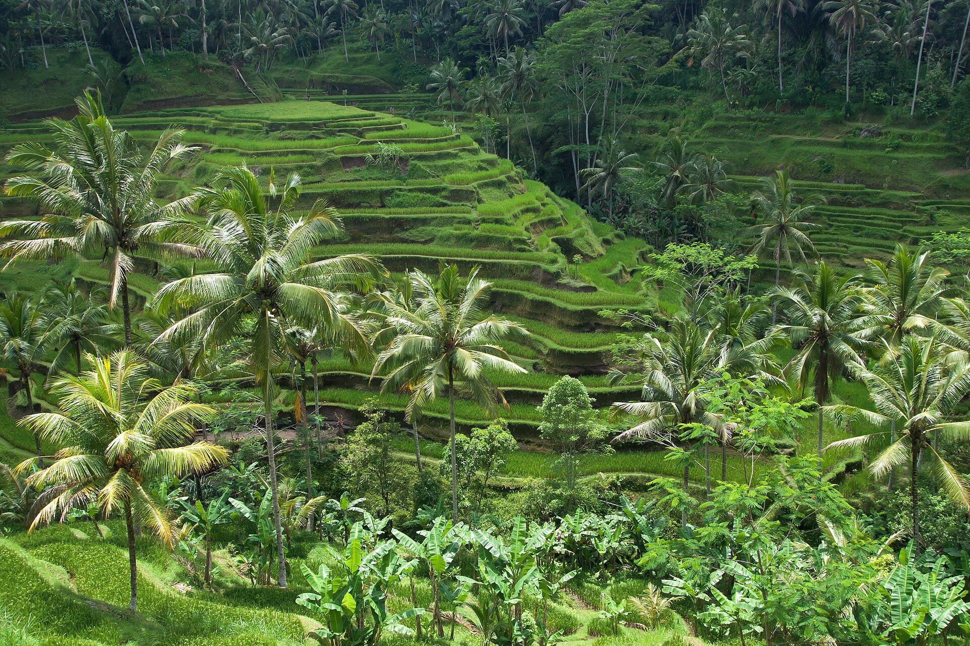 Curved, stepped rice terraces planted in bright green on a hillside near Ubud in Bali.
