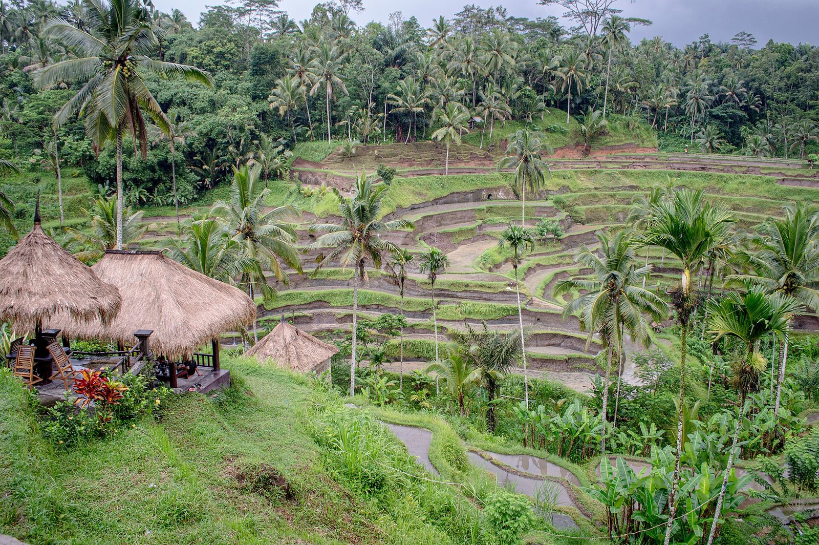 View of terraced rice paddies and palm trees, with two thatched-roof structures on a grassy slope in the foreground.