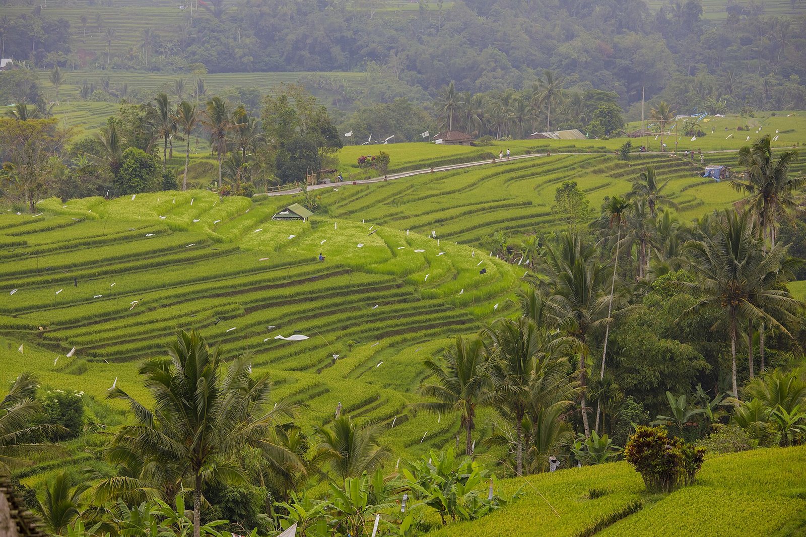 Green rice terraces extend across a hilly landscape, interspersed with palm trees, a winding road, and distant forested hills.
