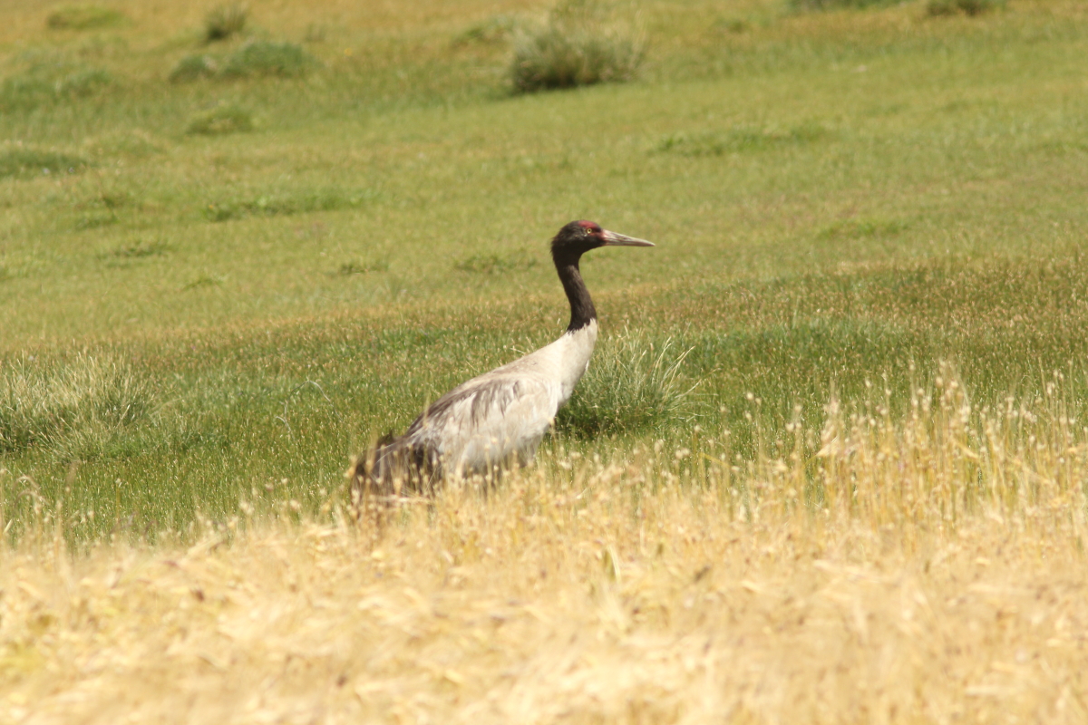 A black-necked crane.