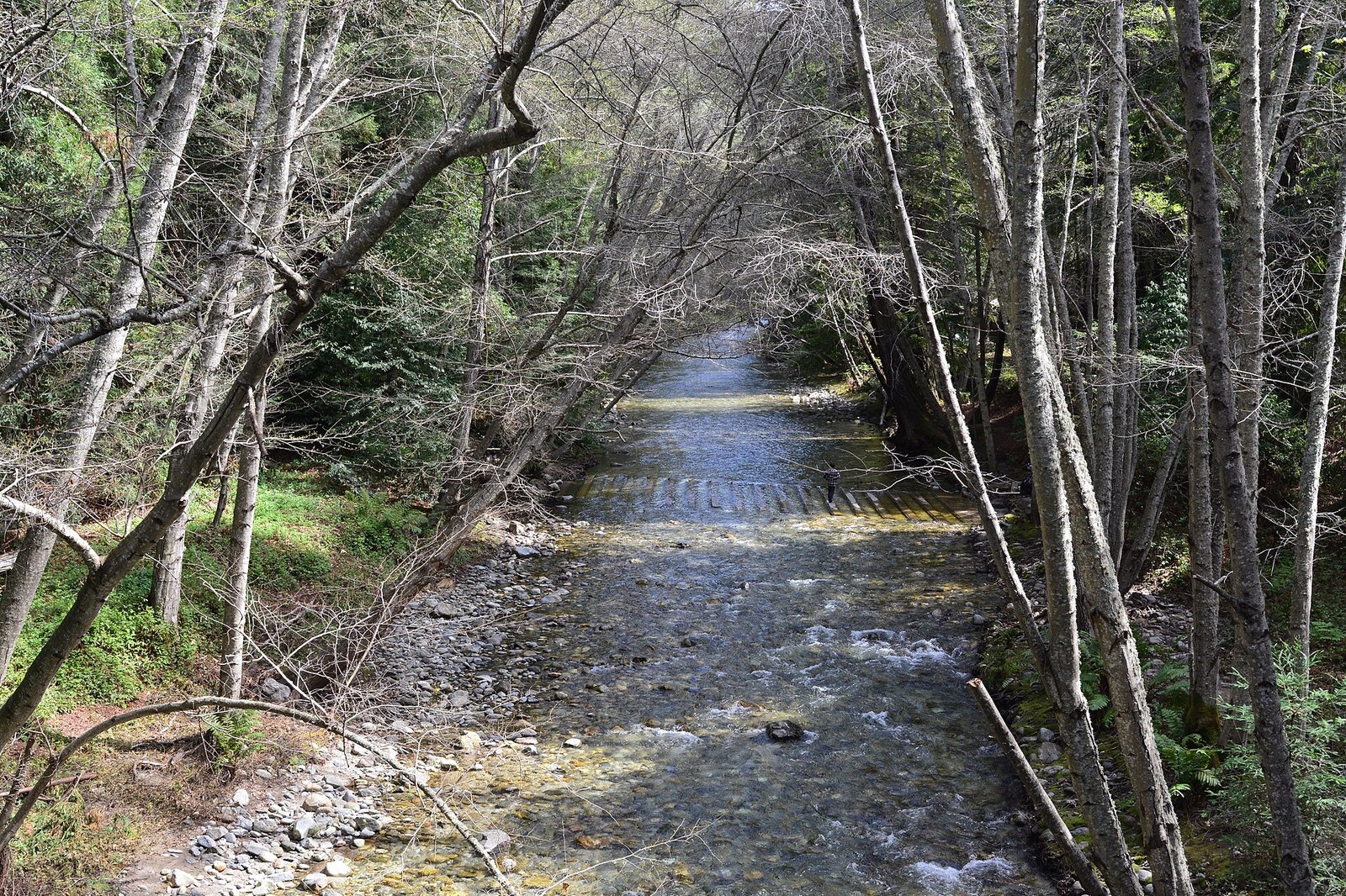 A shallow stream running between bare birch and alder trunks in Pfeiffer Big Sur State Park, seen from a bridge