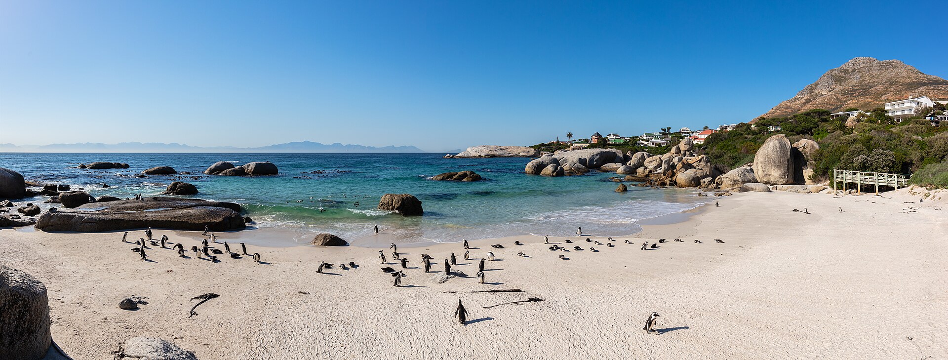 African penguins on the sand at Boulders Beach near Simon's Town, Cape Town