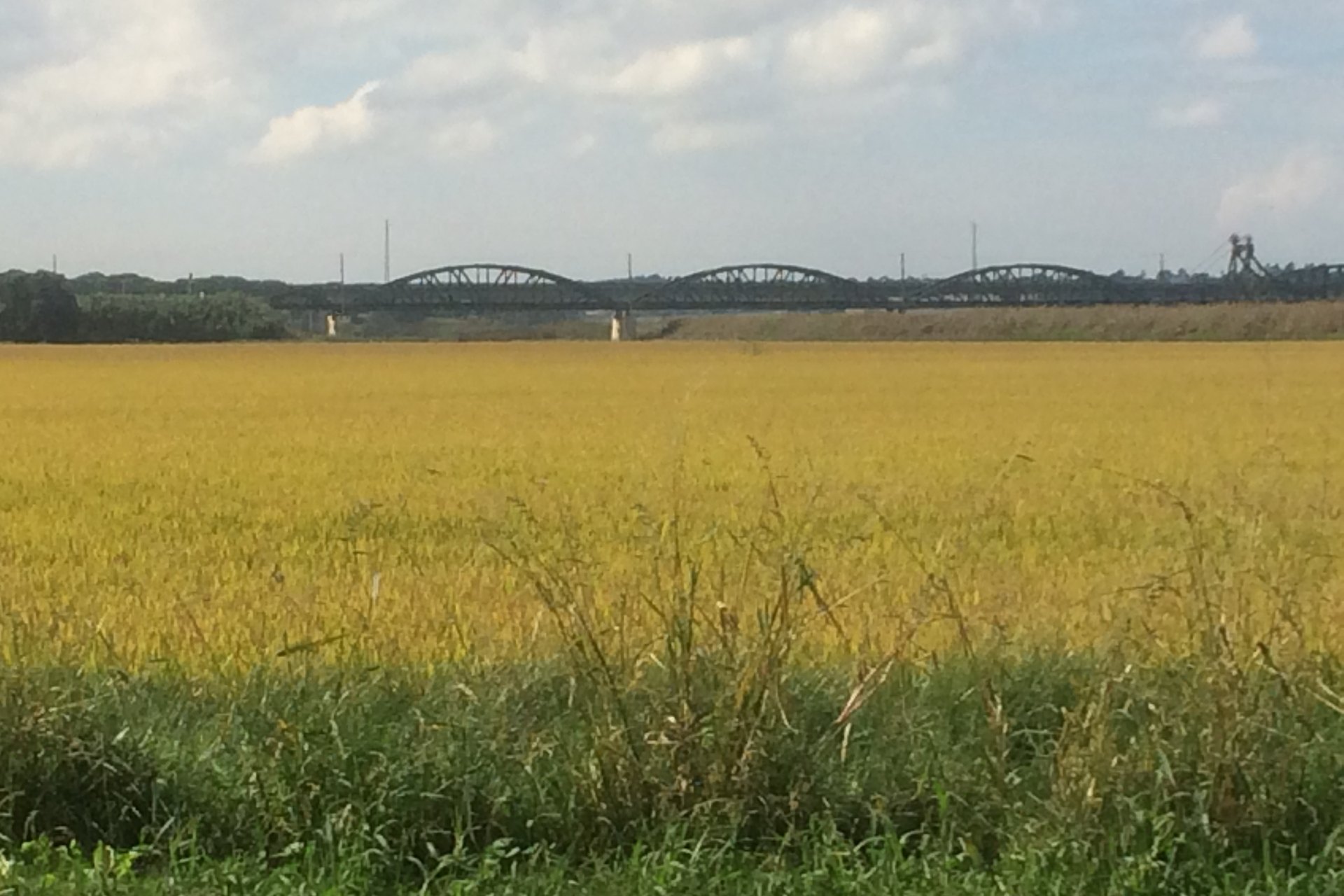 A field of ripening golden rice at Alcácer do Sal, with a green verge in front and a steel railway bridge on the horizon under a cloudy sky