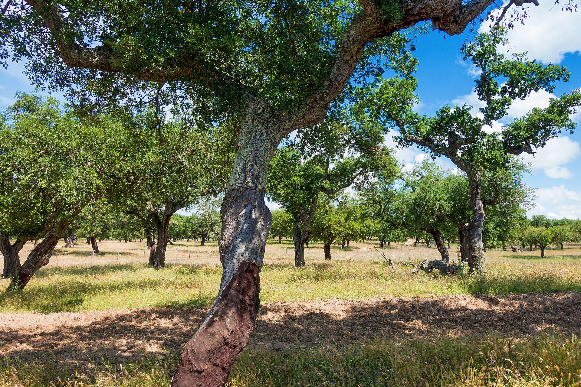 A cork oak in the Alentejo countryside near Comporta, its lower trunk stripped of bark for harvest