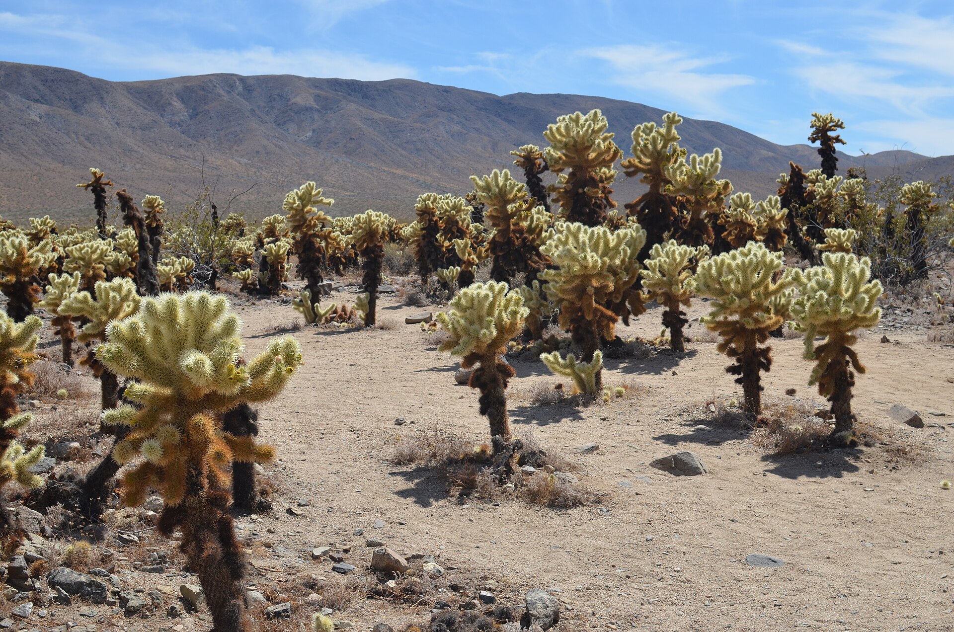 A dense stand of teddybear cholla cactus glowing in low sunlight at the Cholla Cactus Garden in Joshua Tree National Park, with desert mountains behind.