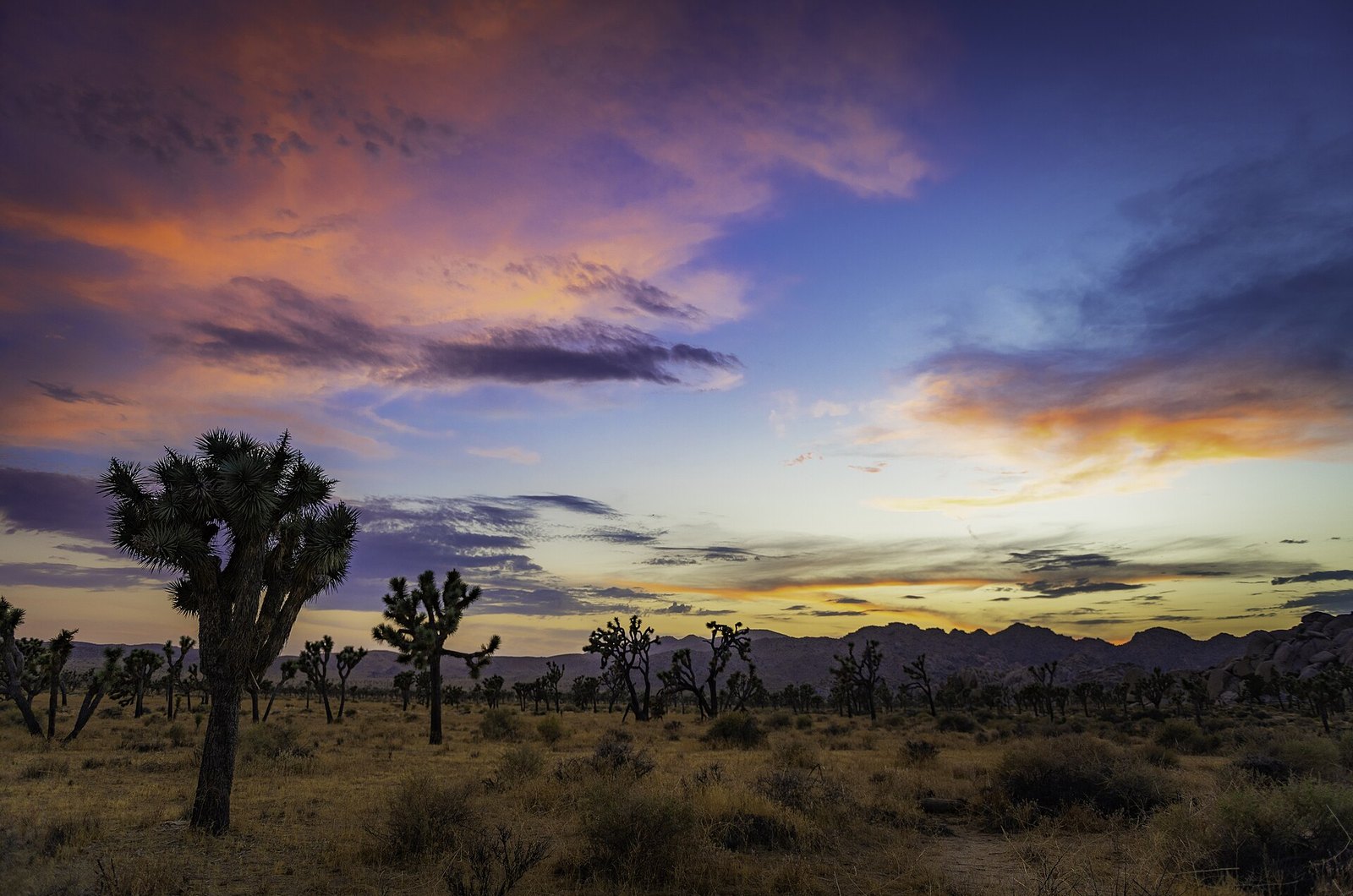 A Joshua tree in silhouette against a purple and orange sunset sky over a flat desert valley