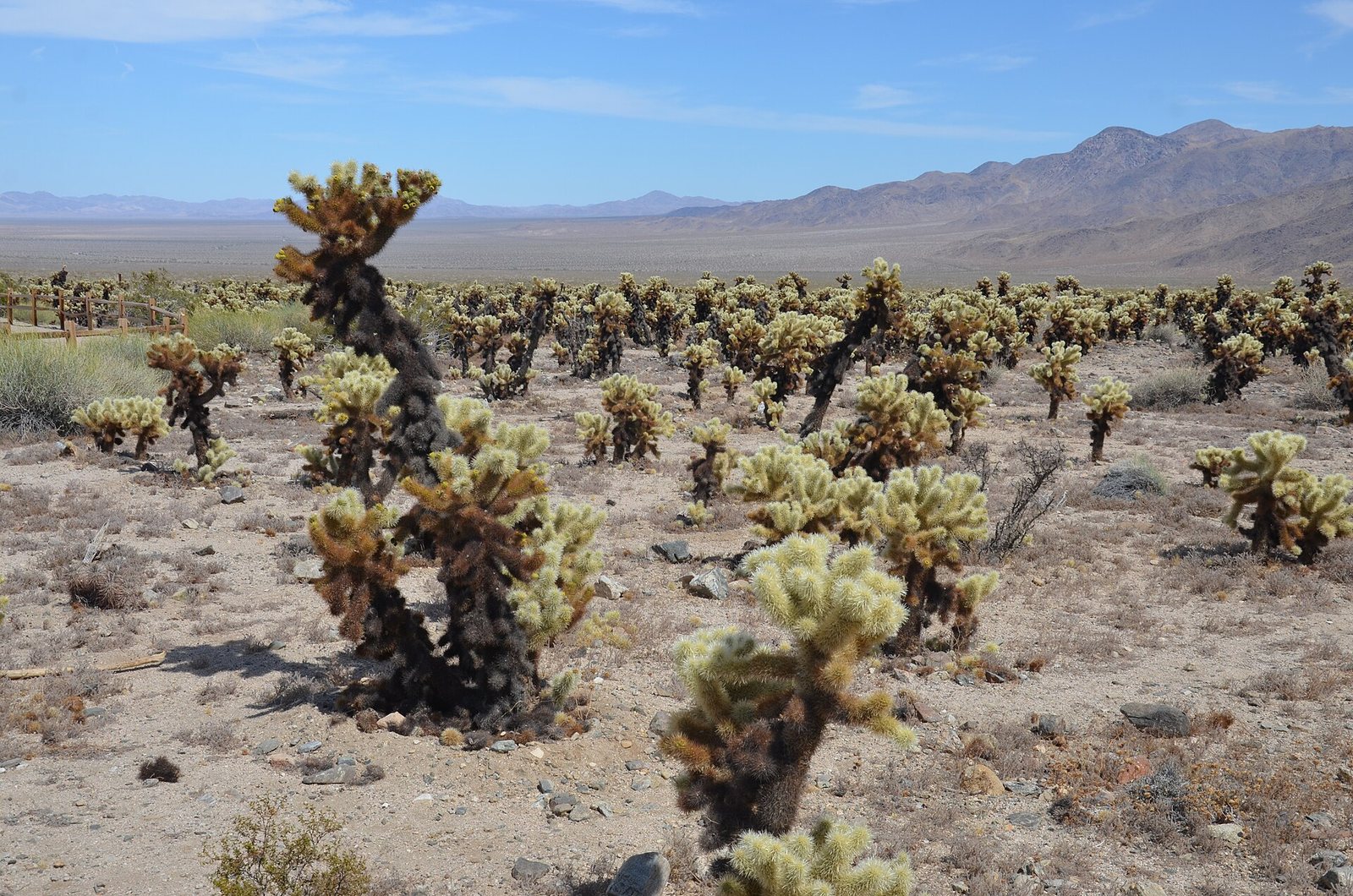 A piece of weathered wood lies on sandy ground, surrounded by large granite boulders and desert plants, including a spiky yucca and small flowering bushes.