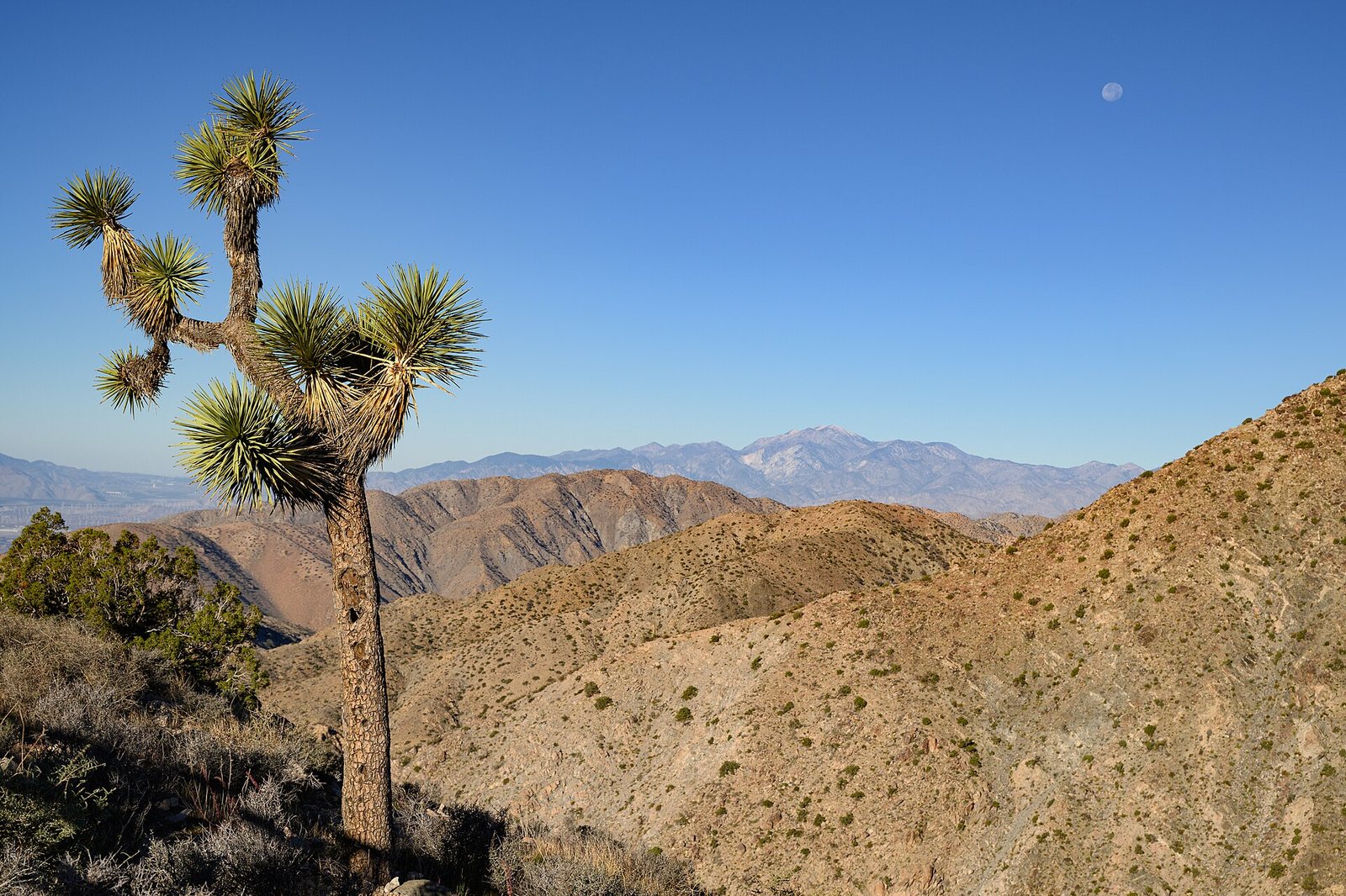 A desert landscape shows a hillside of large, light-coloured boulders under a blue sky, with sparse vegetation and a concrete trough in the foreground.