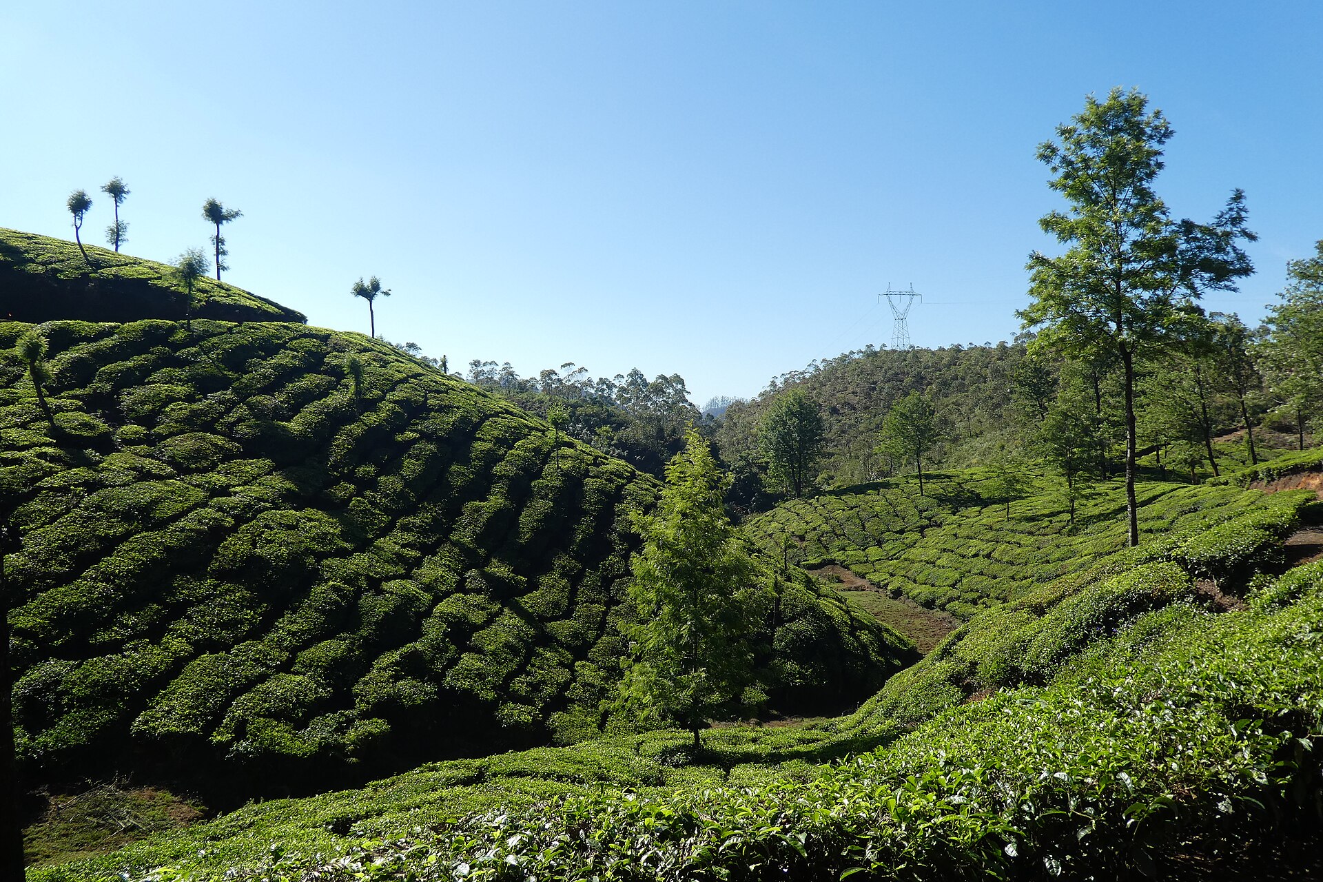 Rows of clipped tea bushes covering the slopes of the hills around Munnar.