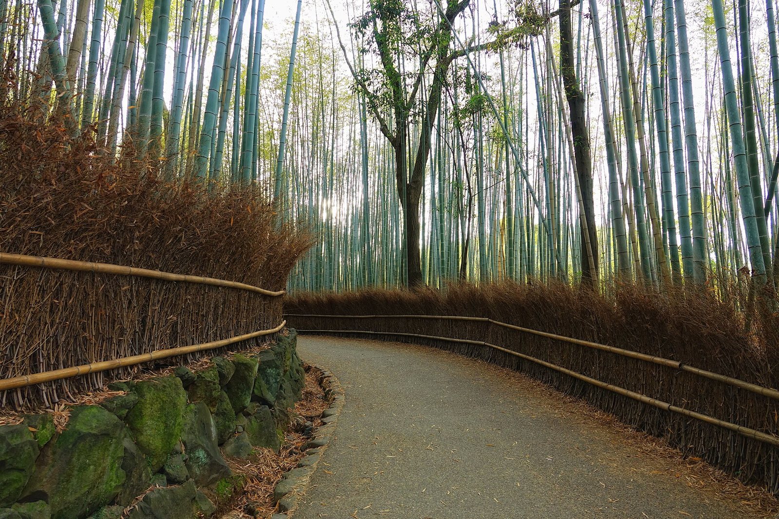 A curved path winds through a dense bamboo grove, with a low fence and stone wall bordering one side.