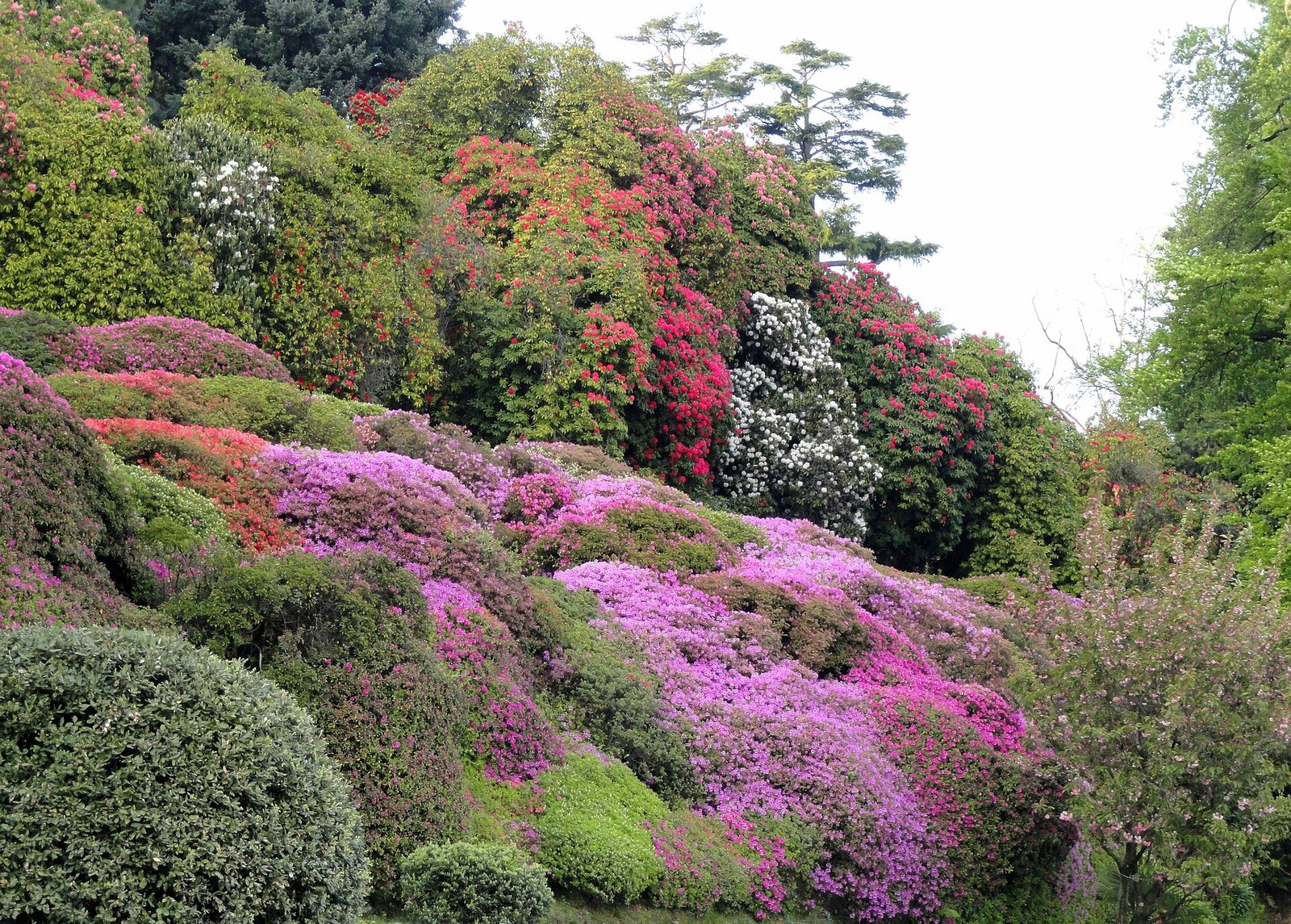 A hillside garden covered in flowering shrubs of purple, pink, red, and white, with green trees and bushes, under a bright sky.