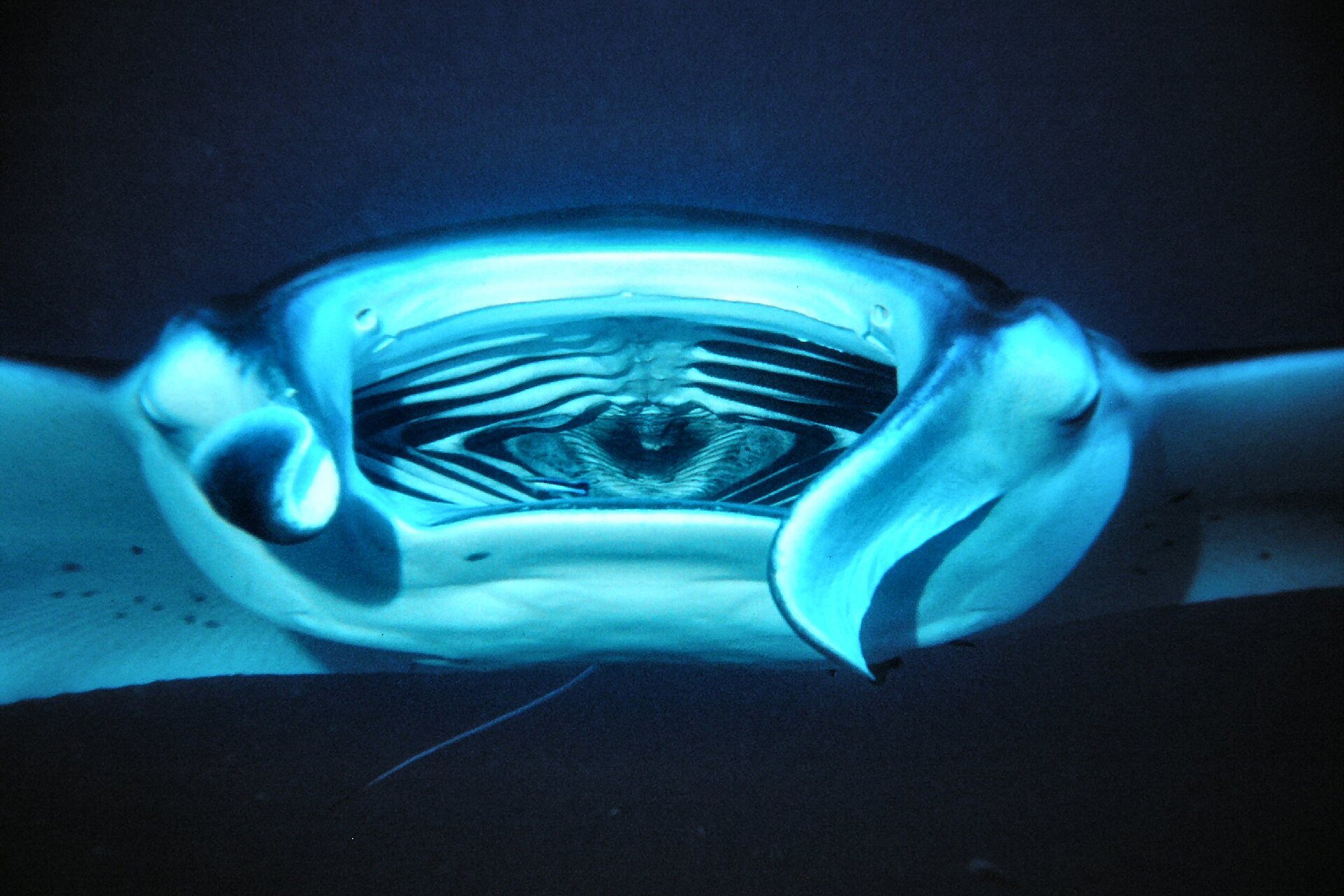 A reef manta ray seen from below in dark blue water, its open mouth and curled head fins lit pale blue