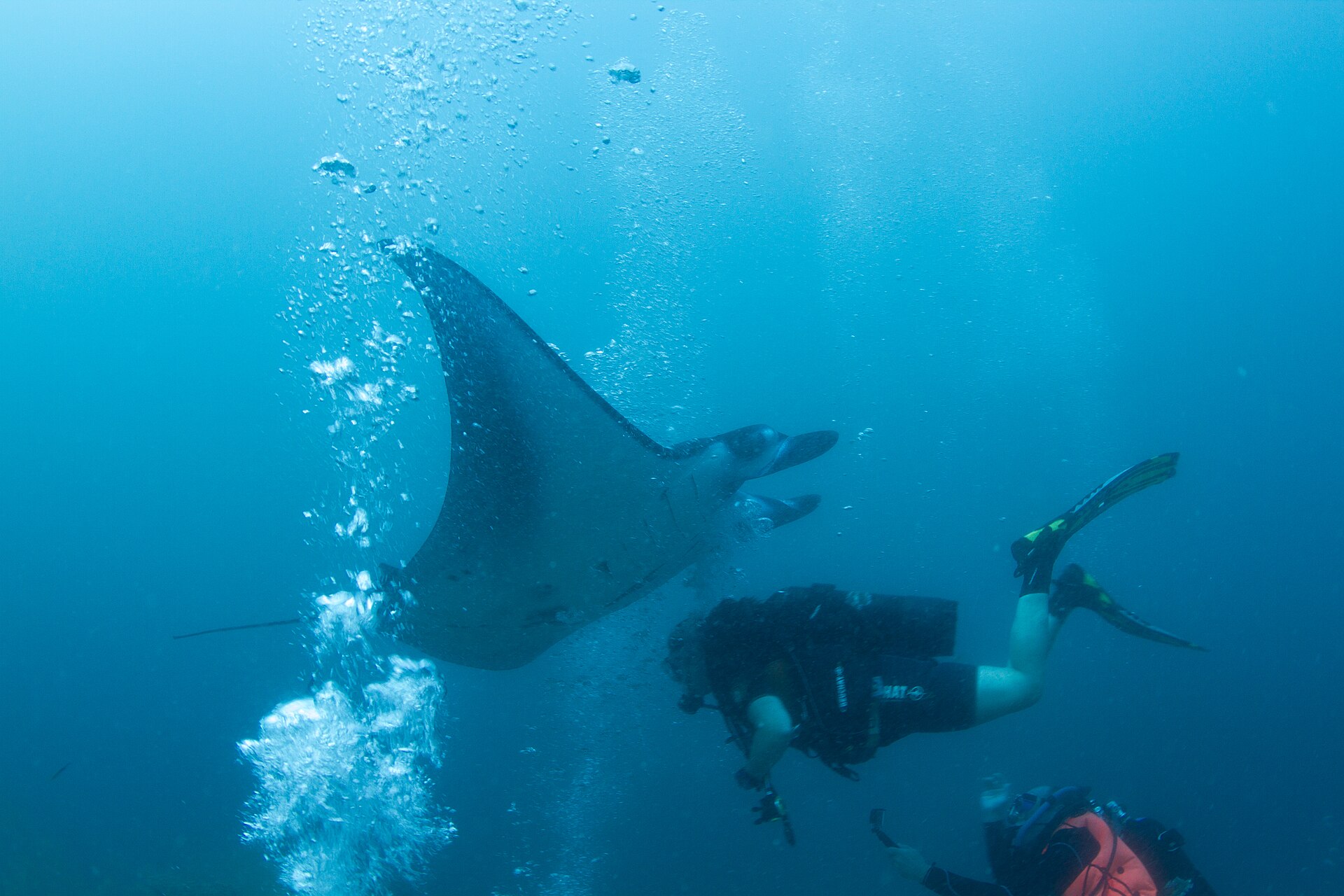 A snorkeler swimming above a manta ray over a shallow reef in the Maldives