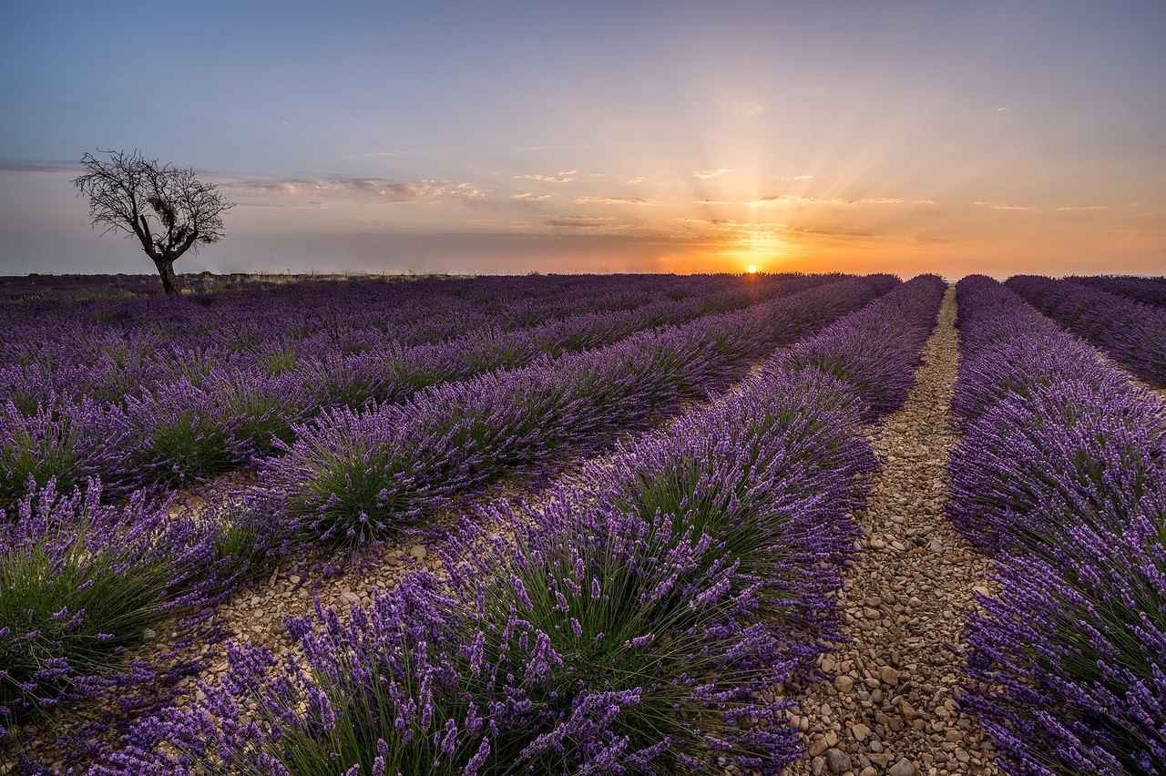 Rows of lavender in bloom running toward a low sun on the horizon, with a lone bare tree at the left under an orange and blue sky
