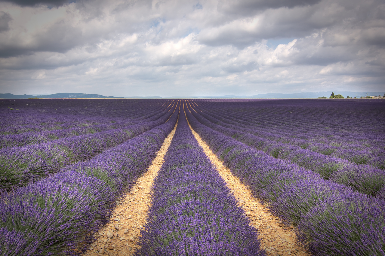 Rows of lavender in bloom on the Valensole plateau in Provence