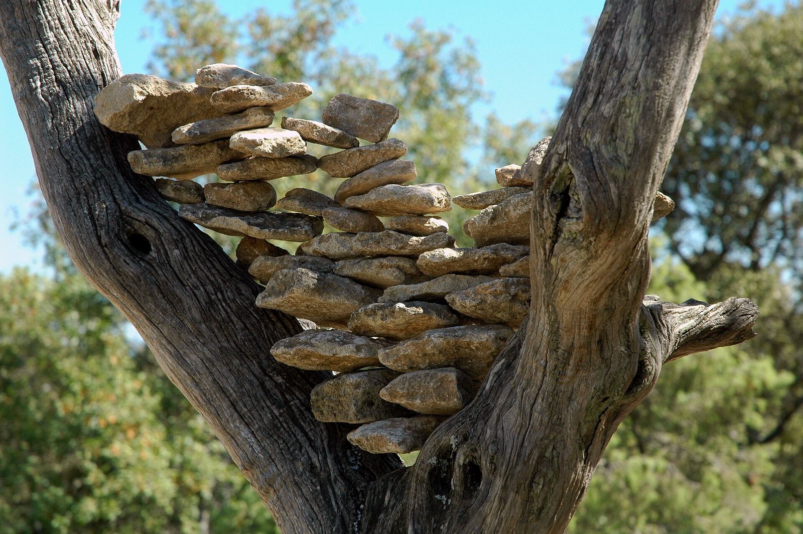 A close-up view of flat, grey stones stacked horizontally between two thick, gnarled tree branches, with blurred green foliage and blue sky in the background.