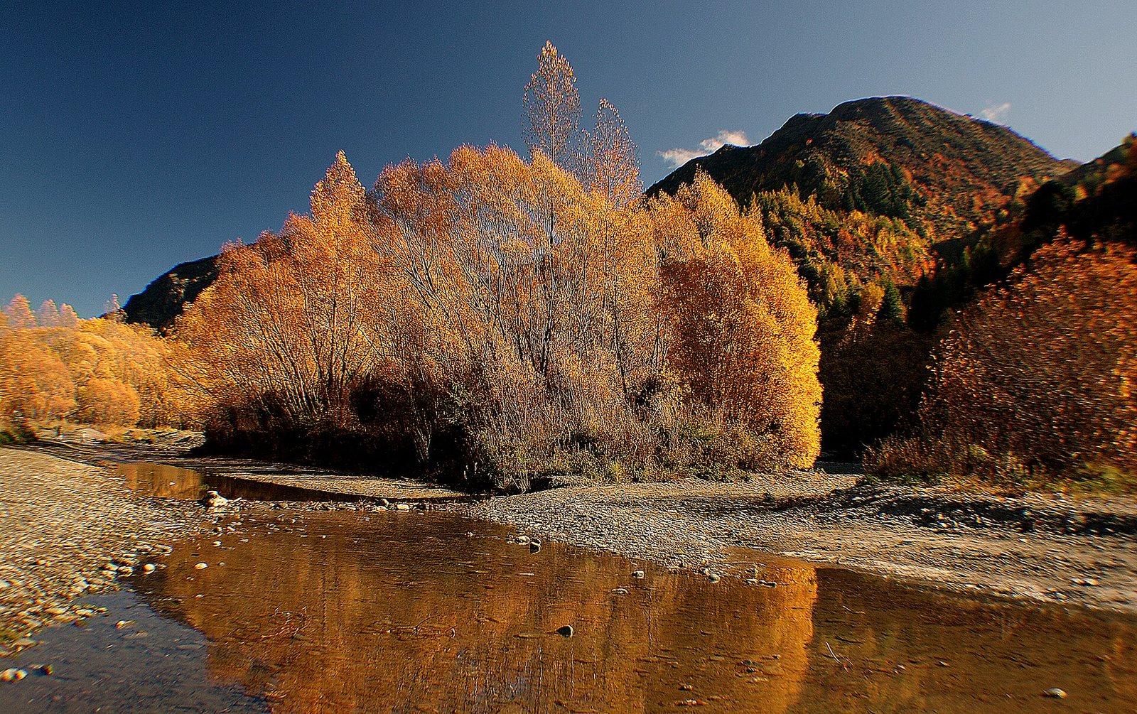 A river with gravel banks flows past a stand of trees with golden autumn leaves, reflecting in the water, under a blue sky with a mountain in the background.