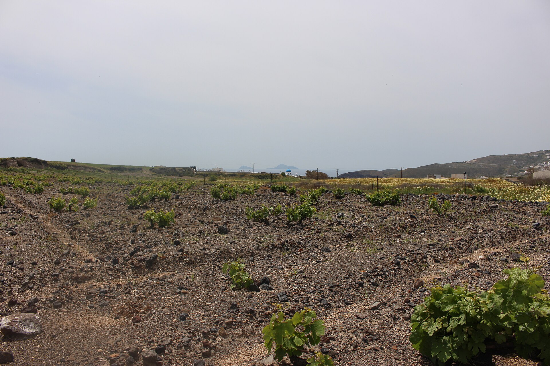 Low basket-trained grapevines growing in pale volcanic soil on Santorini