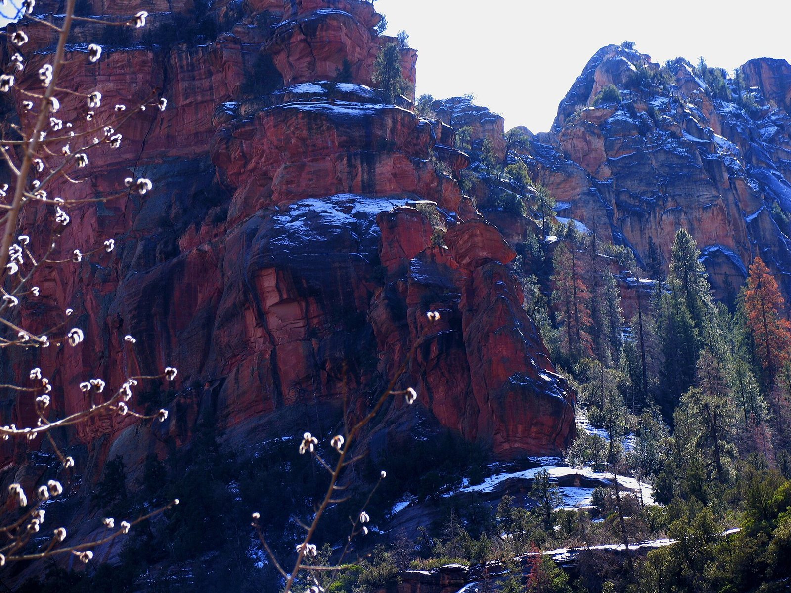 Red sandstone cliffs, green pine trees, and snow patches are visible, with bare branches and buds in the foreground.