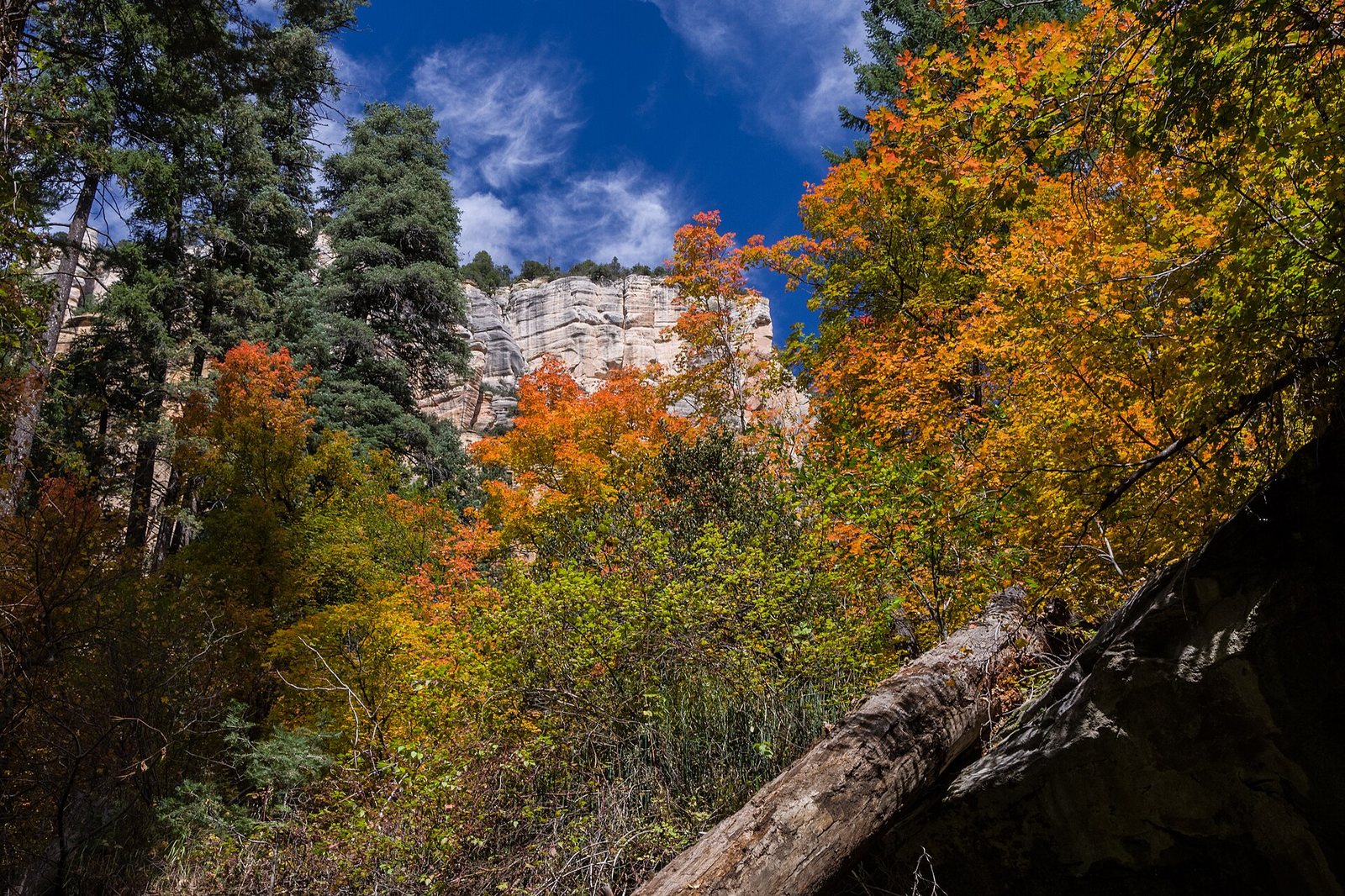 A canyon scene with a blue sky, white clouds, evergreen trees, and deciduous trees showing red, orange, and yellow autumn leaves, with a light rock face and a fallen log.