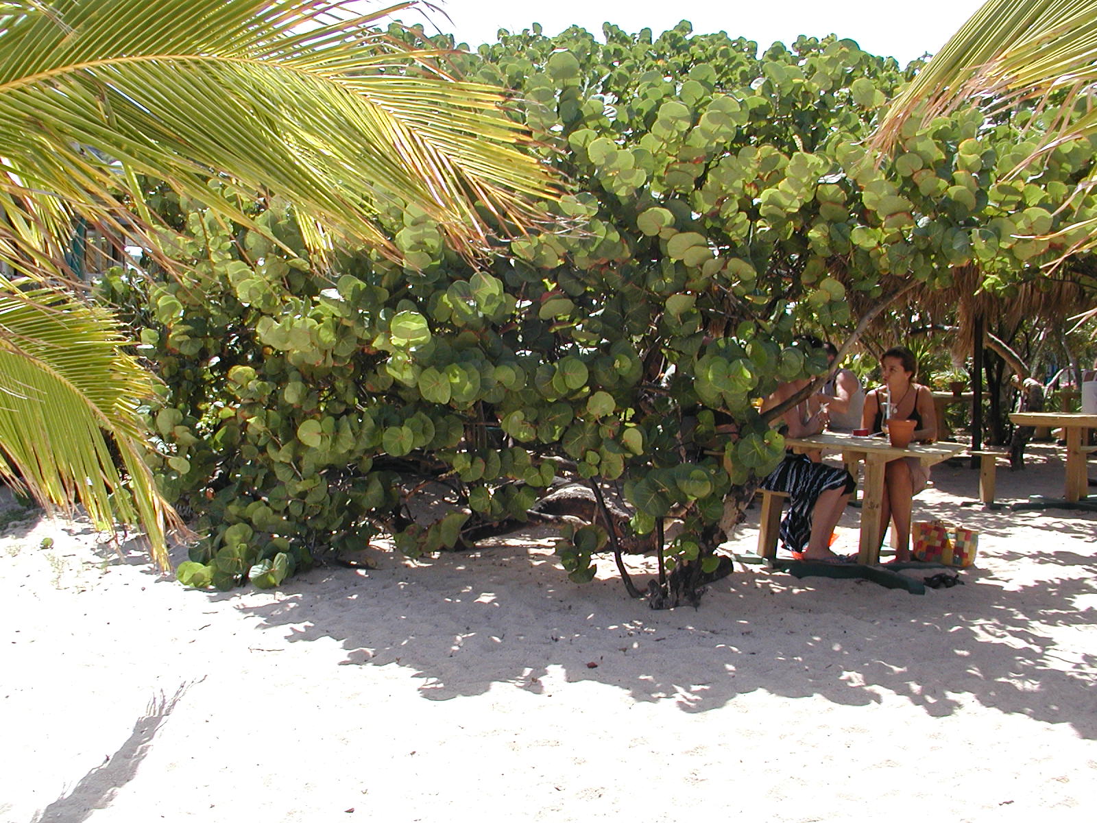 A small propeller aircraft on final approach over the hill above St Jean beach on St. Barthelemy