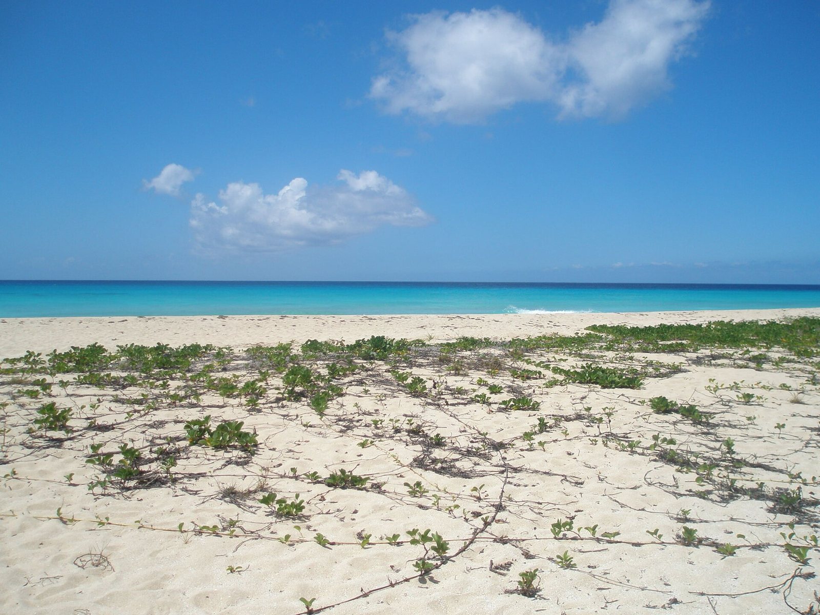 The wide beach at Sandy Point National Wildlife Refuge on St. Croix, with low beach vines on the sand and blue water beyond.