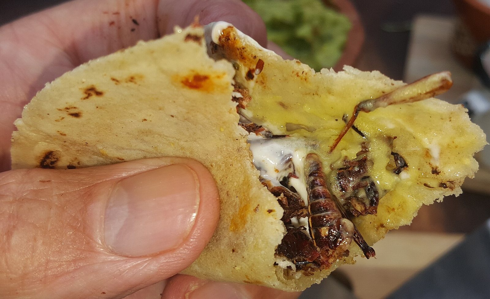 A hand holds a partially eaten taco filled with grasshoppers, melted cheese, and white sauce, with a blurred bowl of guacamole in the background.