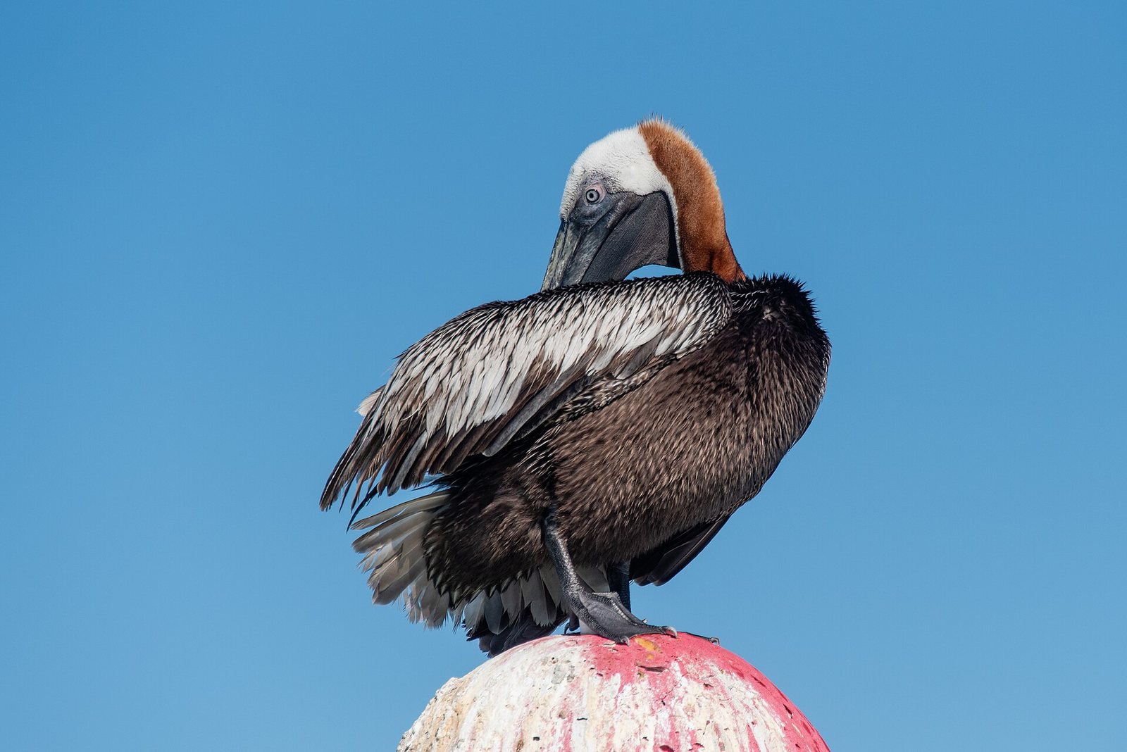 A brown pelican with white and brown plumage preens its feathers while perched on a red-marked white object against a clear blue sky.