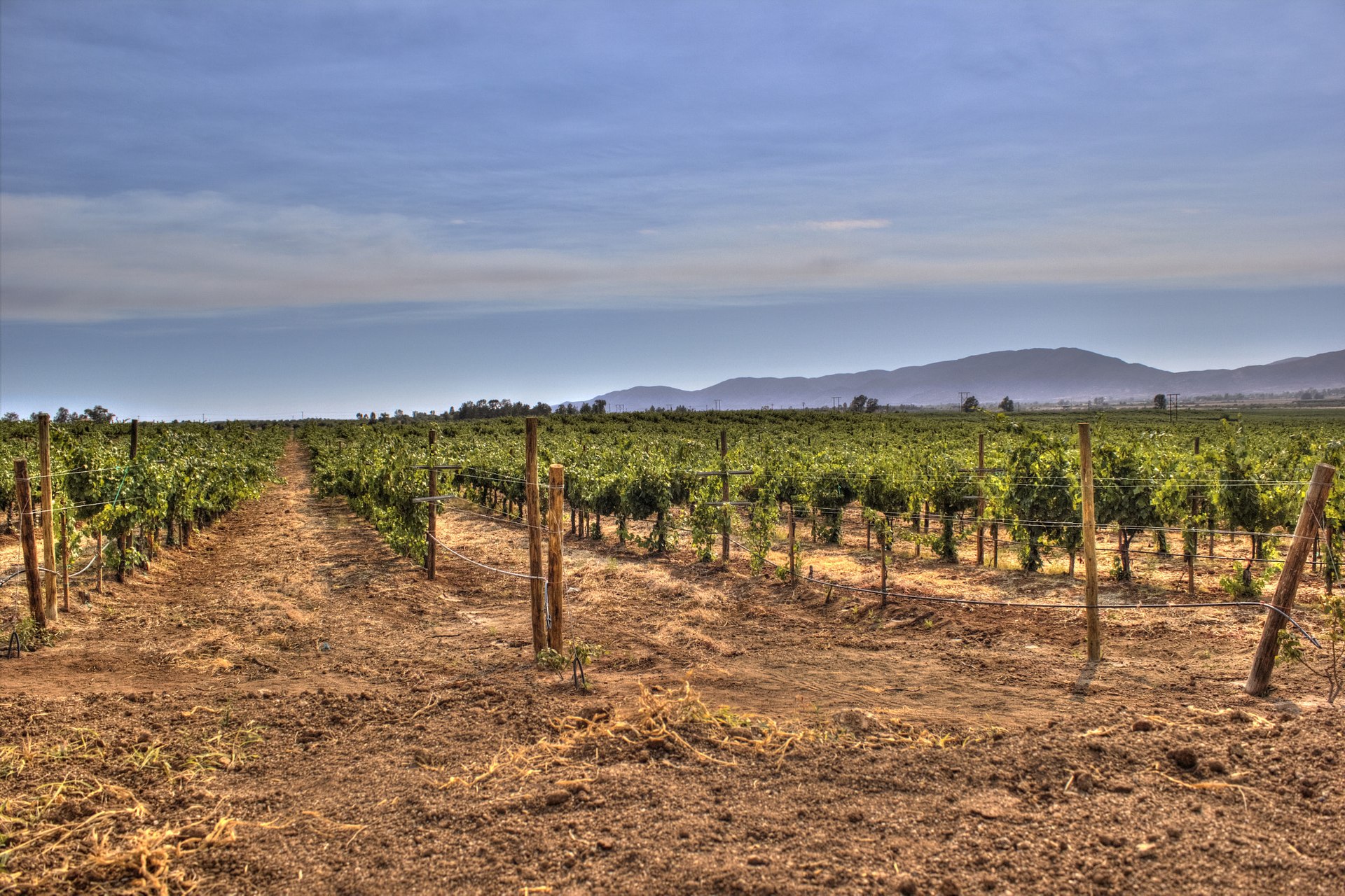 Rows of vines across the floor of Valle de Guadalupe in Baja California at golden hour, with dry hills rising beyond the vineyards.