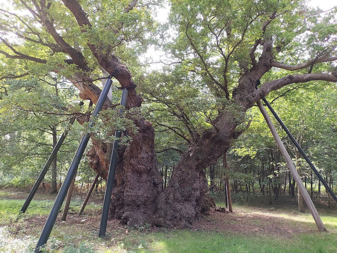 An ancient oak with a massive, gnarled trunk, its heavy limbs held up by steel props, in a woodland clearing.