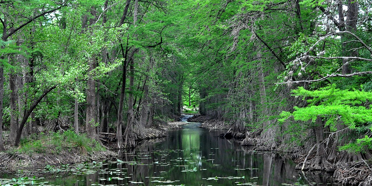 Tall cypress trees in bright green leaf line both banks of a narrow, still river.