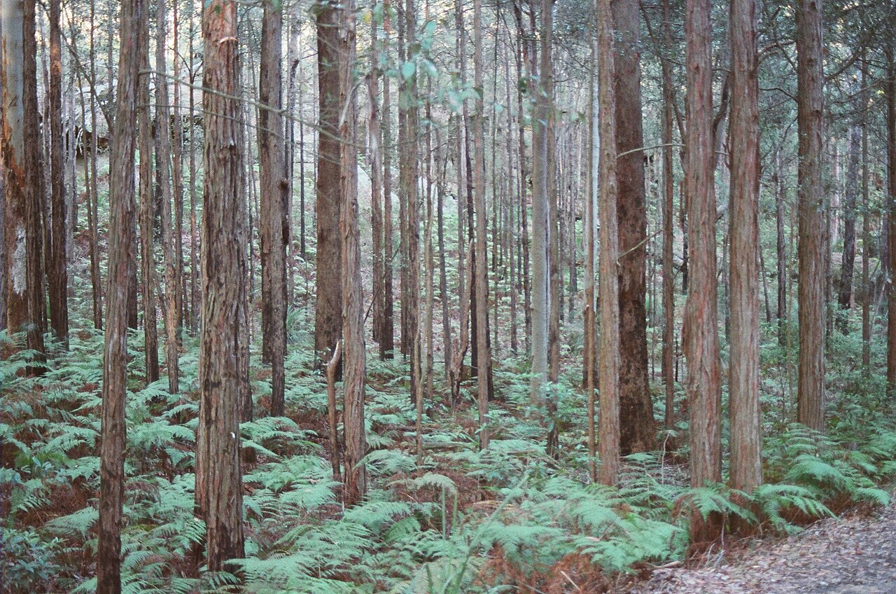 Tall, straight eucalypt trunks rising from an understorey of ferns beside a narrow walking track.