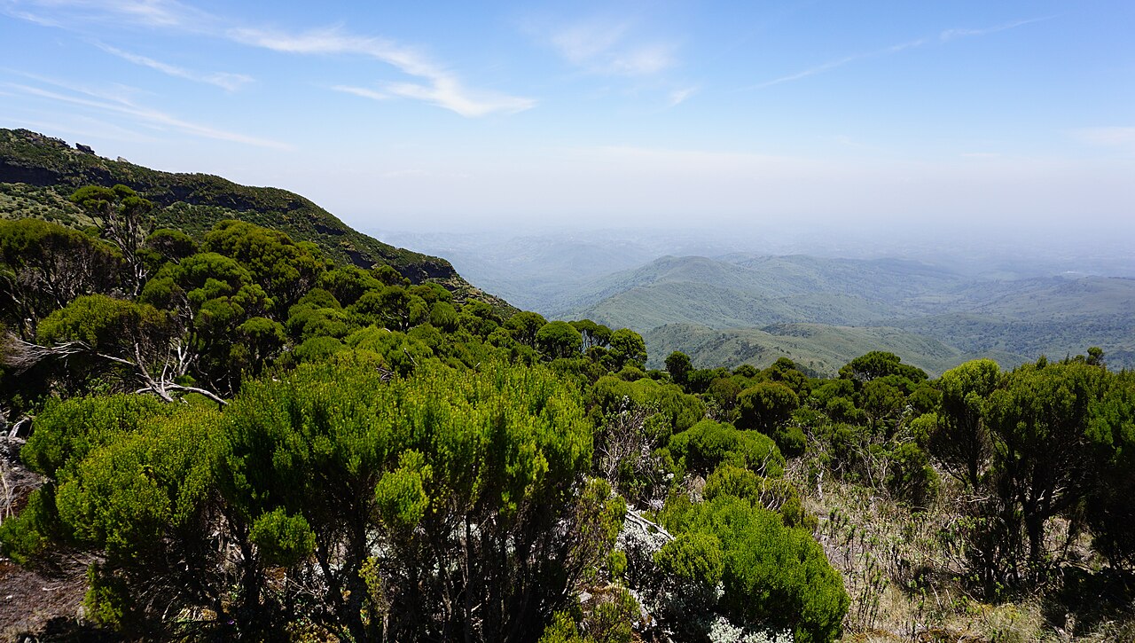 Dense green shrubs in the foreground with forested ridges fading into blue haze beyond.