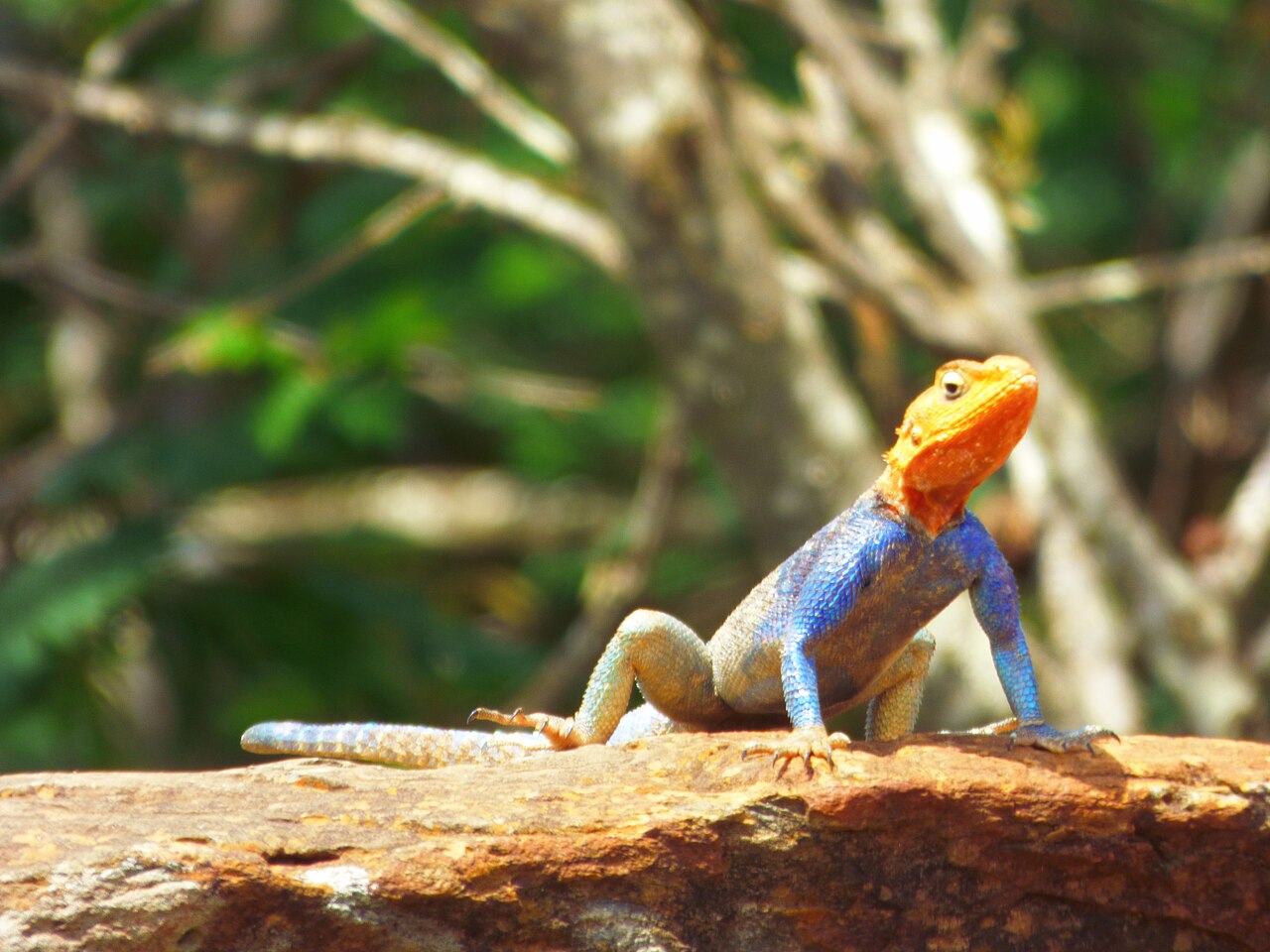 A lizard with an orange head and bright blue body resting on a rust-coloured rock among dry branches.