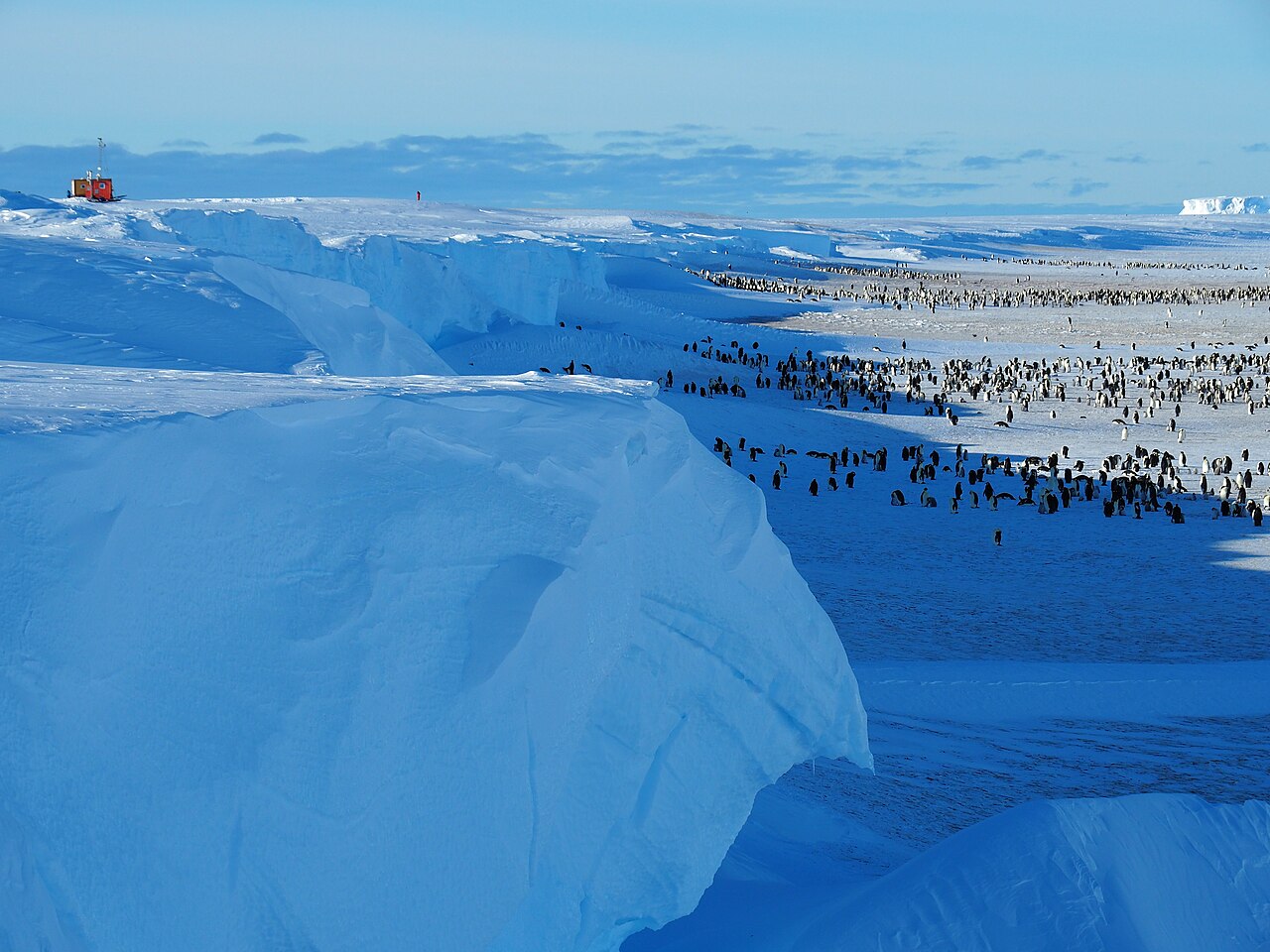 Hundreds of penguins spread as dark dots across flat sea ice beyond a shadowed blue ice cliff.