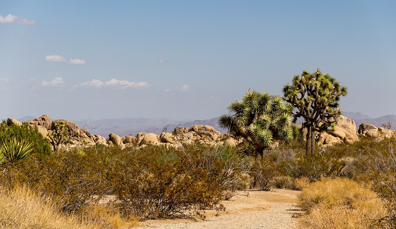 A desert landscape with Joshua trees, rocks, and scrub brush under a clear blue sky.