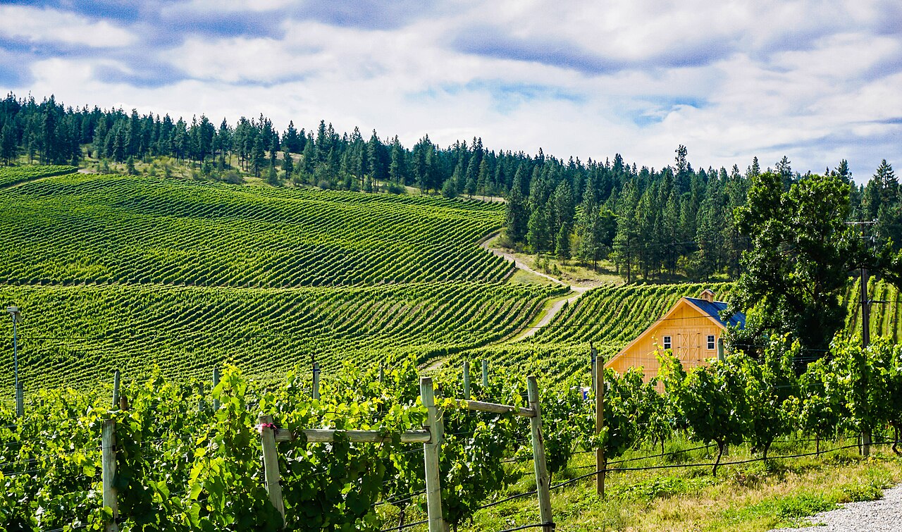 A vast vineyard with rows of green grapevines stretching across rolling hills, with a small yellow building and pine trees in the background.