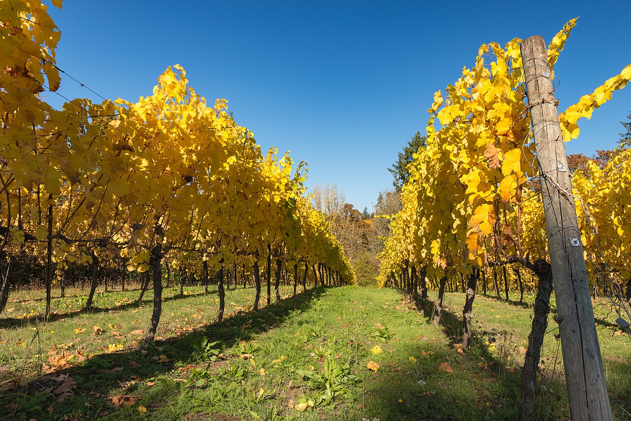 Two rows of grapevines with bright yellow leaves either side of a grassy path, under a clear blue sky.