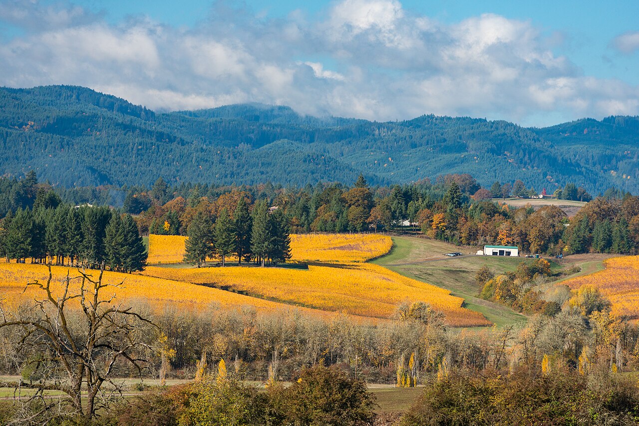 A golden-yellow vineyard on rolling ground in the middle distance, with dark fir trees, forested blue hills and broken cloud beyond.